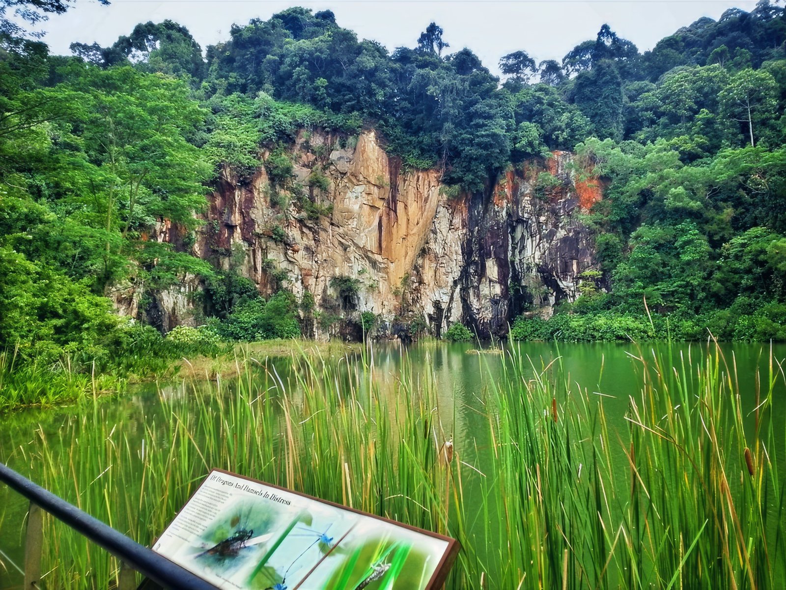 Bukit Timah Nature